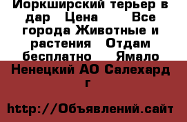 Йоркширский терьер в дар › Цена ­ 1 - Все города Животные и растения » Отдам бесплатно   . Ямало-Ненецкий АО,Салехард г.